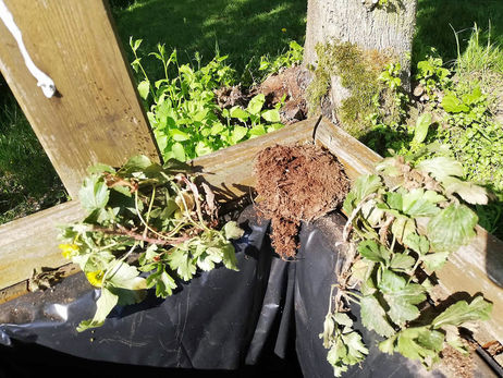 Vandalismus und Blumenzerstörung an der Weingartenkapelle